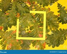 Image result for Yellow Balls On the Back of Oak Leaves