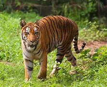 Image result for Rainforest Animals Bengal Tiger