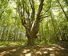 Image result for Elm Tree Ohio