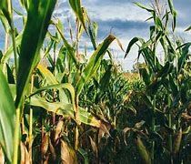 Image result for Nebraska Corn Farm Picture