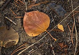 Image result for Swedish Aspen Leaf