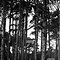 Image result for Pine Tree Black and White