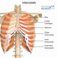 Image result for Right Side Rib Cage Anatomy