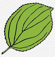 Image result for Apple Tree Leaf Clip Art