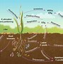 Image result for Organic Layer Soil