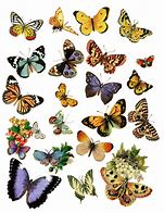 Image result for Butterfly Vinyl Sticker Template