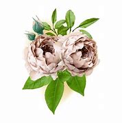 Image result for Transparent Drawing Brown Flowers