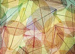 Image result for Autumn Leaf Abstract Background