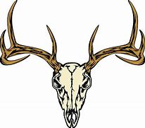 Image result for Mule Deer Skull Clip Art