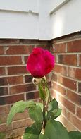 Image result for A Long Stem Closed Rose