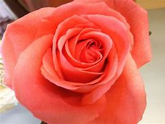 Image result for Coral Rose Variety