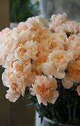 Image result for Peach Colored Flowers