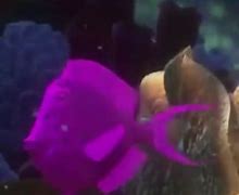 Image result for Fish Tank in Finding Nemo