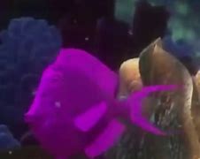 Image result for School of Fish From Finding Nemo