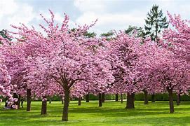 Image result for Pink Flowering Cherry Blossom Tree