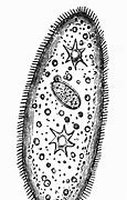 Image result for Paramecium Clip Art