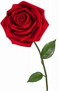 Image result for Red Rose White Background Clip Art