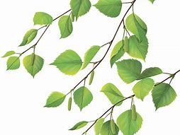 Image result for Birch Tree Branch Clip Art