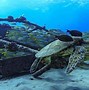 Image result for Sea Turtle Front View