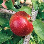 Image result for A Picture of an Apple Tree