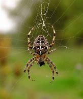 Image result for Spider Halloween Tree