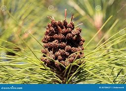 Image result for Roblox Pine Cone Brown