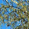 Image result for Weeping Willow Tree Top View