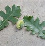 Image result for Red Oak Tree Seeds