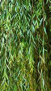 Image result for Willow Tree Branch