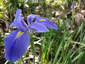 Image result for Louisiana Fleur De Lis Silhouette