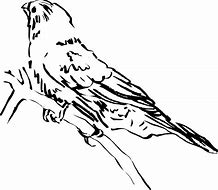 Image result for Bird On Branch Graphic