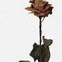 Image result for Dead Flower Clip Art