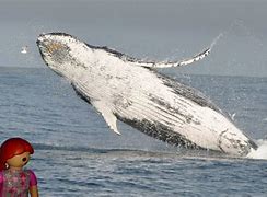 Image result for Great Humpback Whale