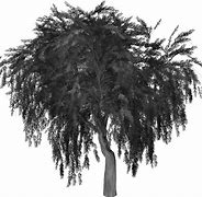 Image result for Willow Tree Silhouette