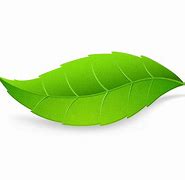 Image result for Leaf Vector Without Background