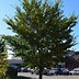 Image result for Giant American Elm Tree