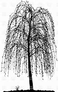 Image result for Willow Tree Silhouette