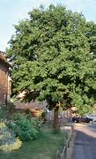 Image result for Field Maple Tree