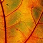 Image result for Leaf Macro Photography