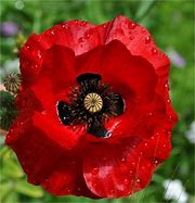 Image result for Black Poppy Flower