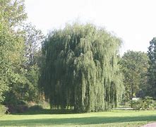 Image result for Golden Weeping Willow Tree