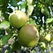 Image result for A Picture of an Apple Tree