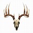 Image result for Mule Deer Skull Clip Art