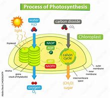 Image result for Photosynthesis Diagram AP Bio