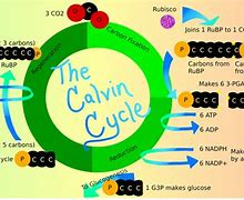 Image result for Photosynthesis Calvin Cycle Diagram