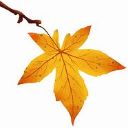 Image result for White Maple Leaf