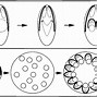 Image result for Apicomplexan Parasites