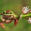 Image result for Frog Eating Cartoon