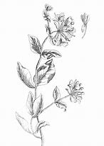 Image result for Flowers Drawing with Brown Background