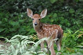 Image result for Free Whitetail Deer Coloring Pages